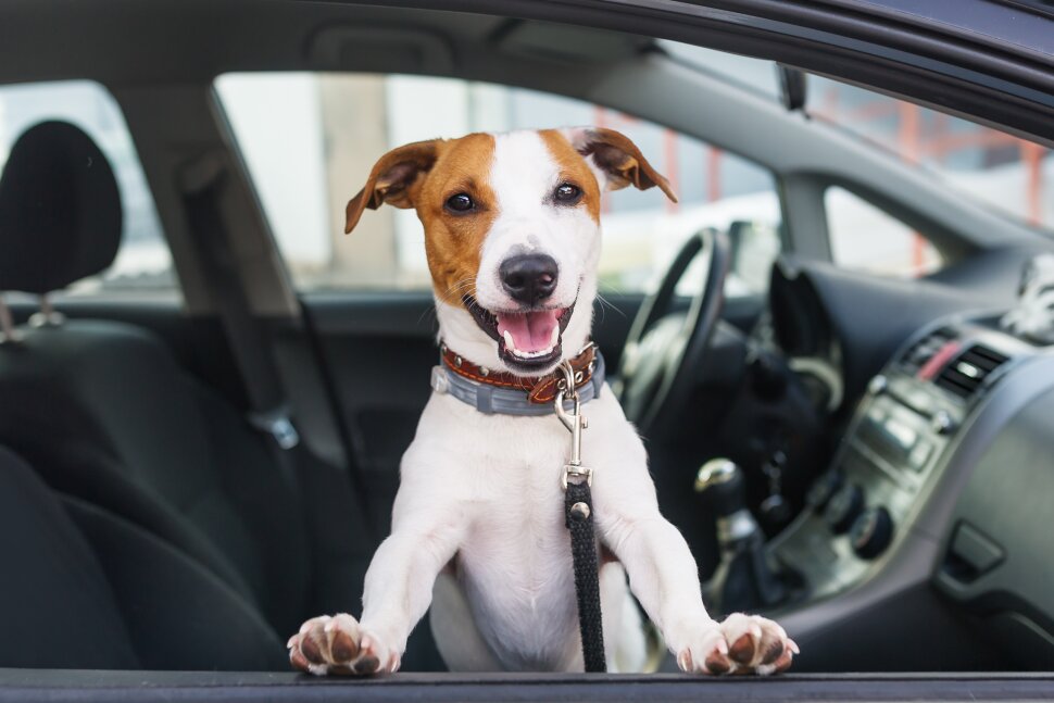 Pet Lover Package